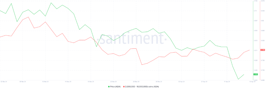 Cardano Whale Holding. 