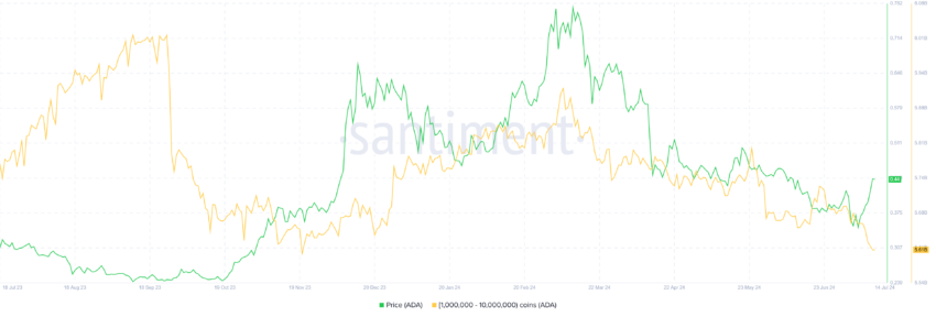 Cardano Whale Holdings.
