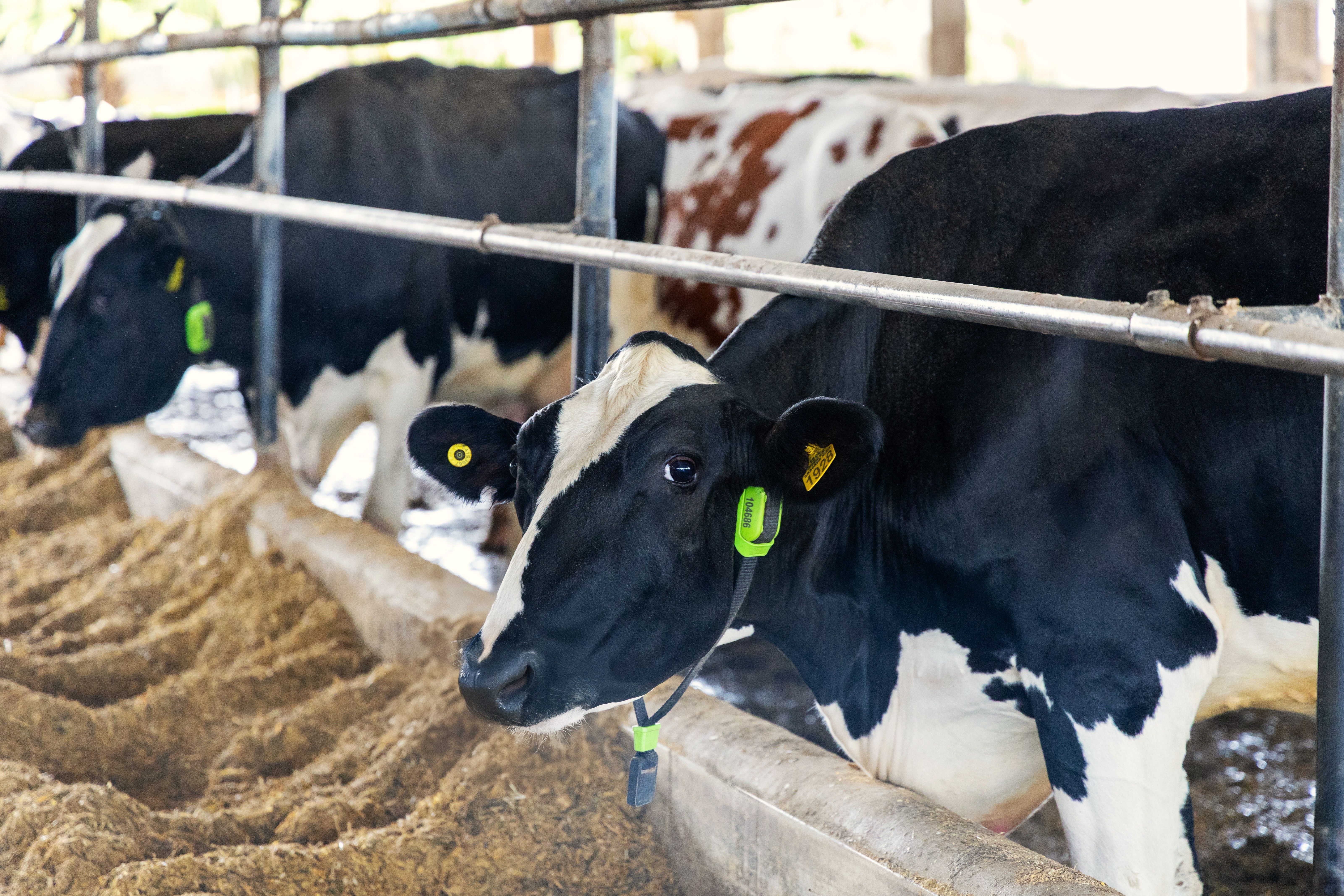 Photo/illustration from Cowmed (published on CNN Brasil) showing dairy cows with smart‑collar monitoring — the collars generate the digital IDs used to link individual animals to the tokenized collateral for the R$100,000 CPR‑F registered on B3.